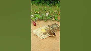 Easy Bird Trap - Quail Trap # simple bird trap #shorts