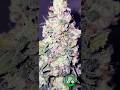 Small Bruce Banner Autoflower Harvested Today