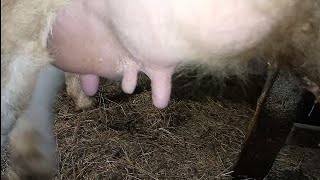 видео: Как доится корова с шестью сосками/ Деревенские будни картинка: Как доится корова с шестью сосками/ Деревенские будни