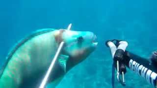 Spearfishing Japan GoPro hero2