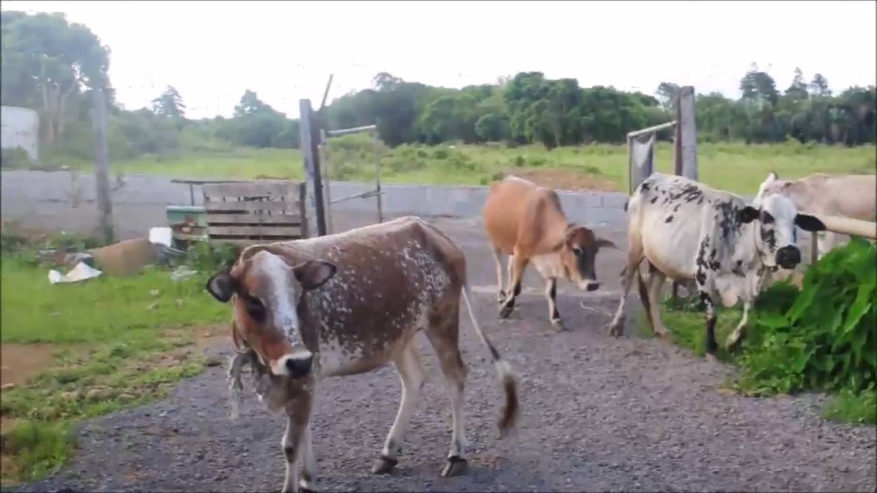 COW PROTECTION MAURITIUS Shree Shree Radhe Gopal Godham