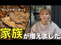 【サバンナモニター】新しい家族をお迎えしました🫶🏻【すまも】