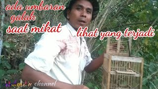 Kejadian saat mikat burung Kecial kuning ada umbaran galak