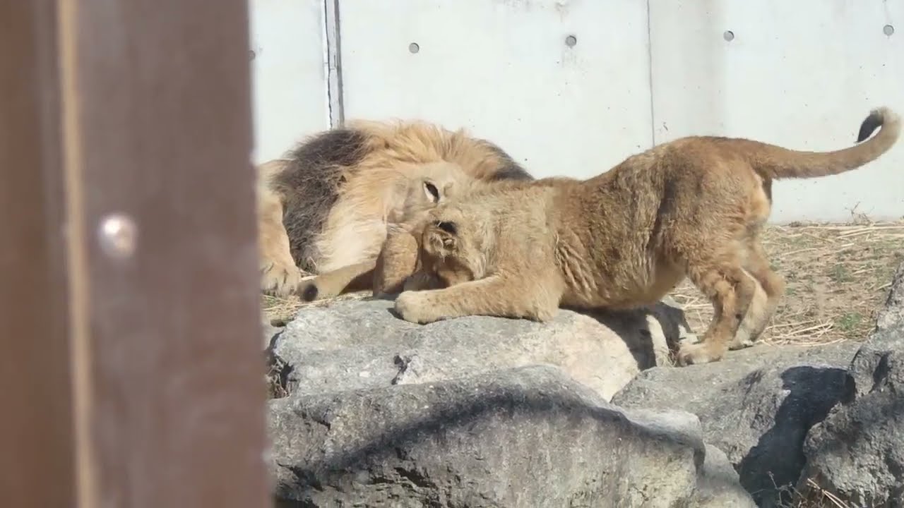 2026.2.18(水) ライオン のんほいパーク - YouTube