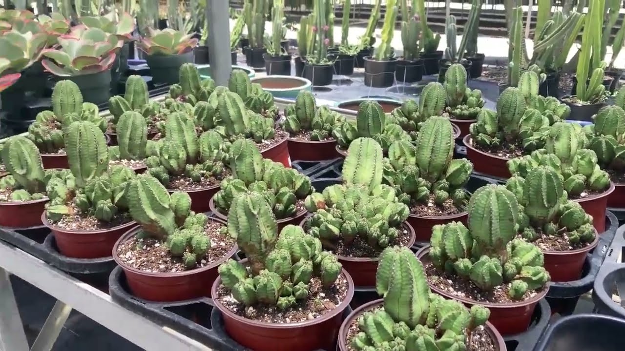 Tour and plant haul - Succulent World in Homestead, FL