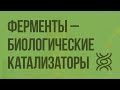 Ферменты – биологические катализаторы. Значение ферментов. Видеоурок по биологии 10 класс