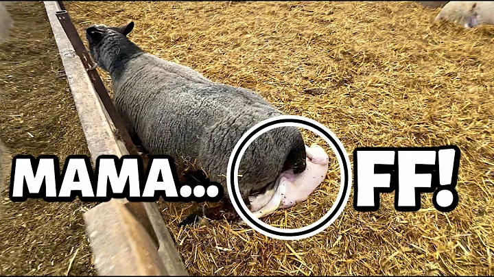 MAMA!!! 😱EWE gotta quit sitting down on the job!😳 | Summer Lambing 2021 | Vlog 468