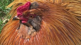 Big Rooster Crowing In The Farm Caught On Camera - Rooster Crowing Sounds In The Morning