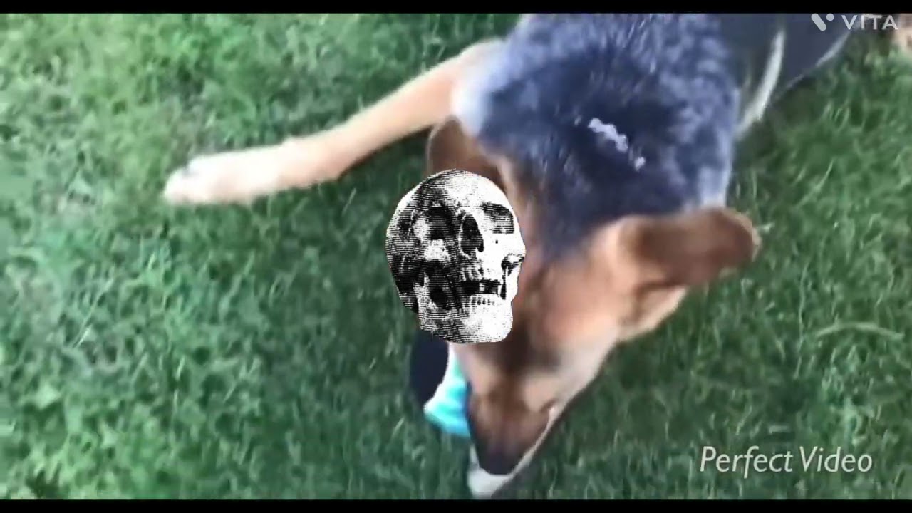 HGX plays video games, helly German shepherd Rigby Jr playing with his Toy haha 😆