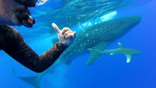 Mix season 2019 Whale shark in Bora Bora