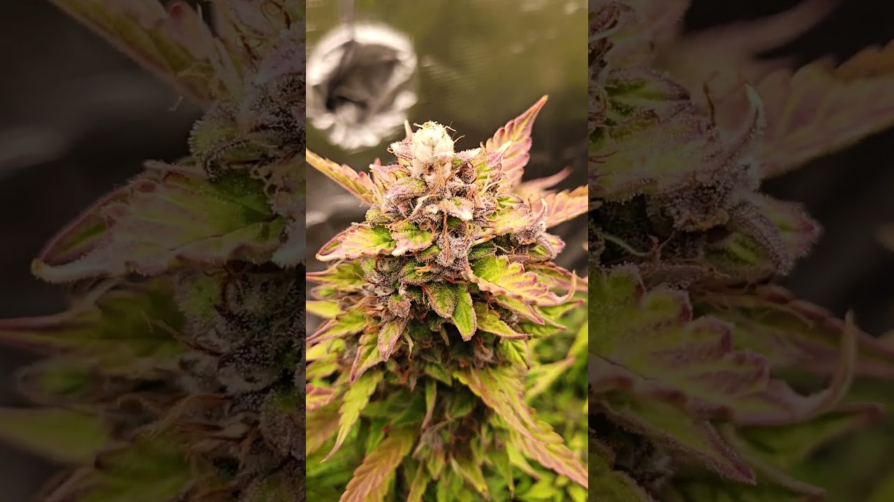 Blackberry Moonstones Auto Blimburn seeds 