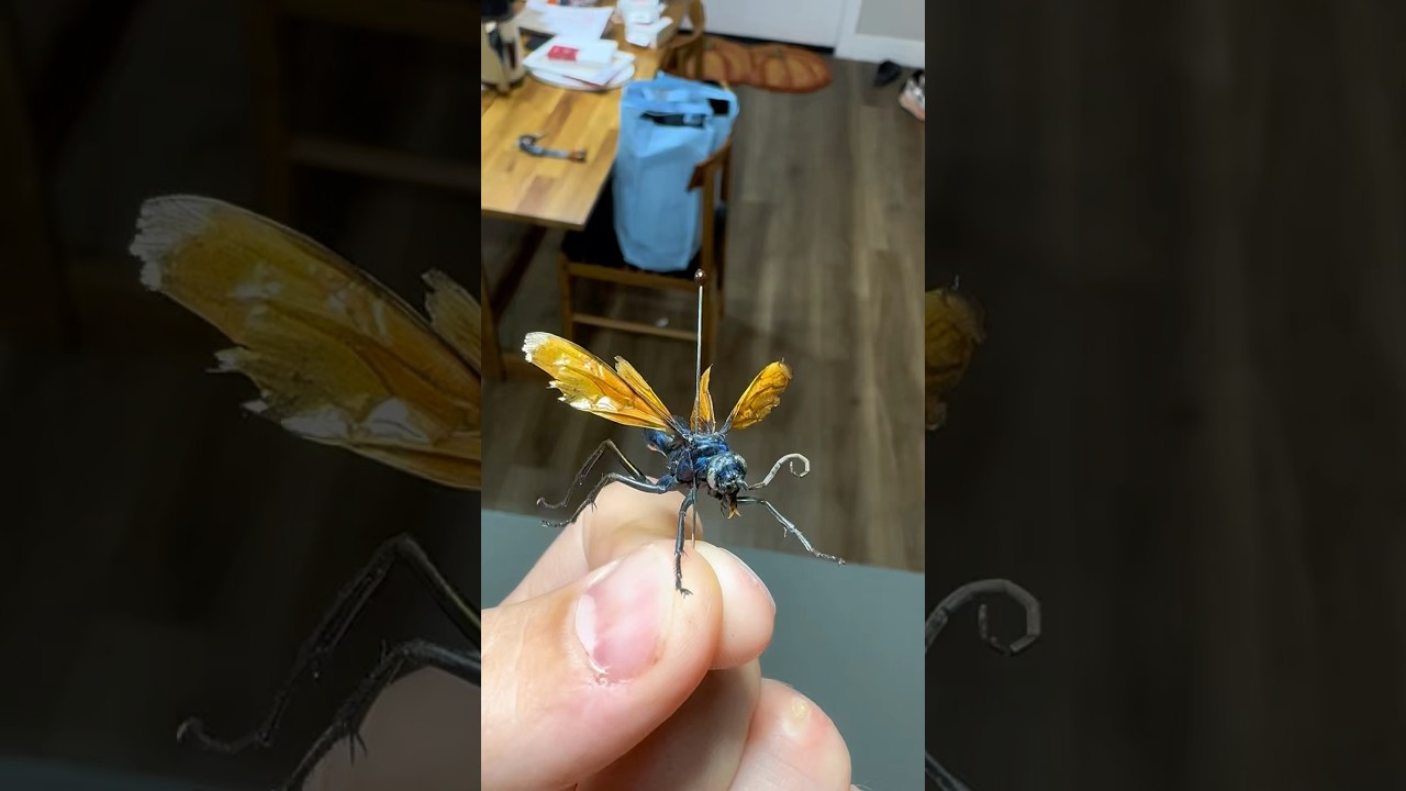 Tarantula Hawk Sting 😱
