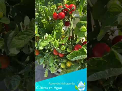 Wow!! tomates hidropónicos