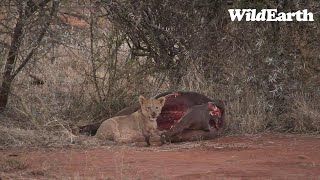 WildEarth - Sunrise Safari -  13 July 2023