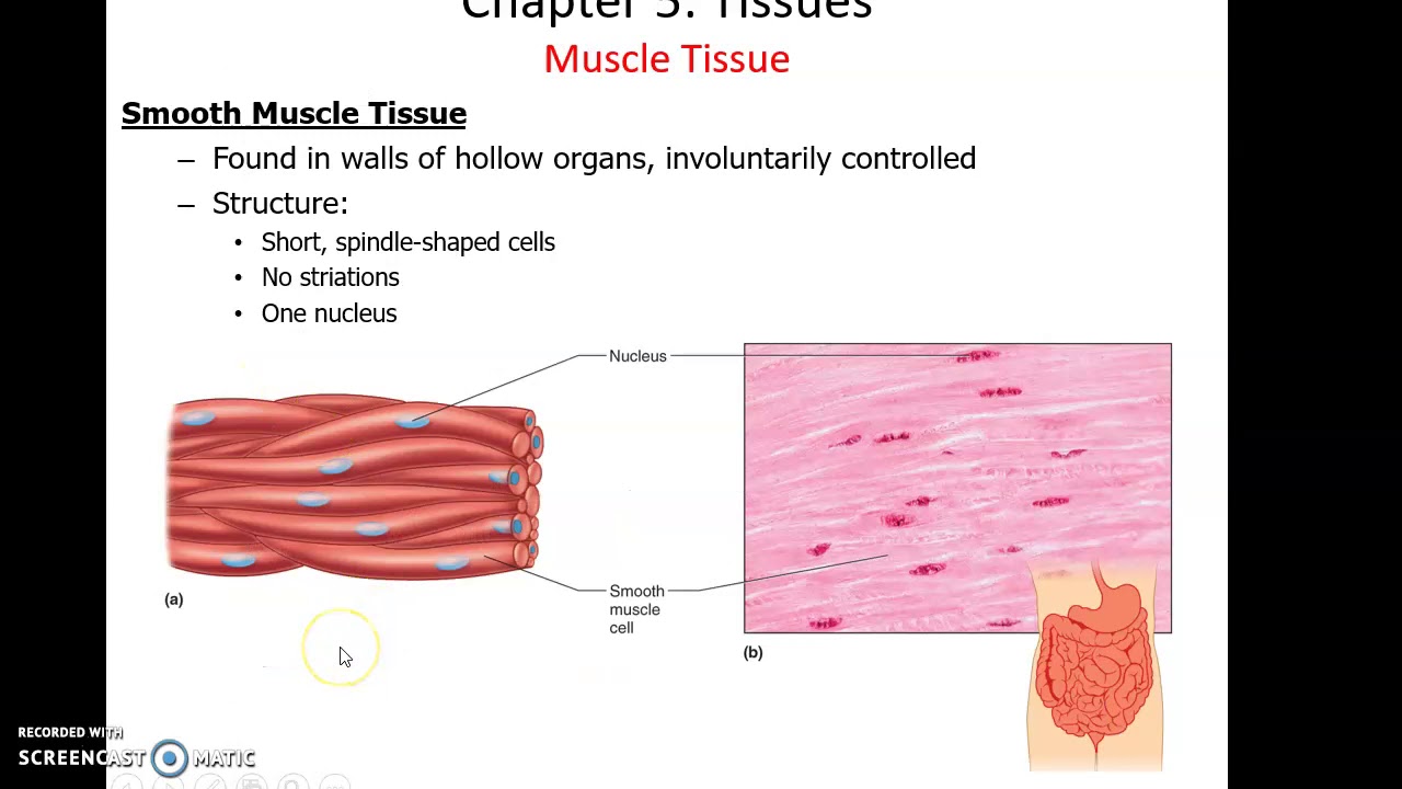 Chapter 5 Topics Muscle Tissues and Nervous Tissue YouTube
