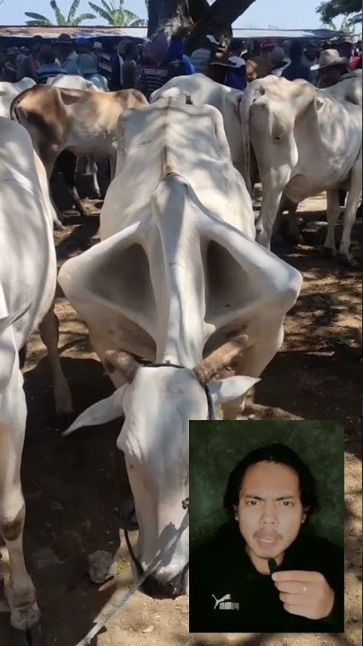 SAPI INI CACAT DARI RAHIM‼️#viral #trending #shorts #fypシ #comedy #funy #dubbing #fyp