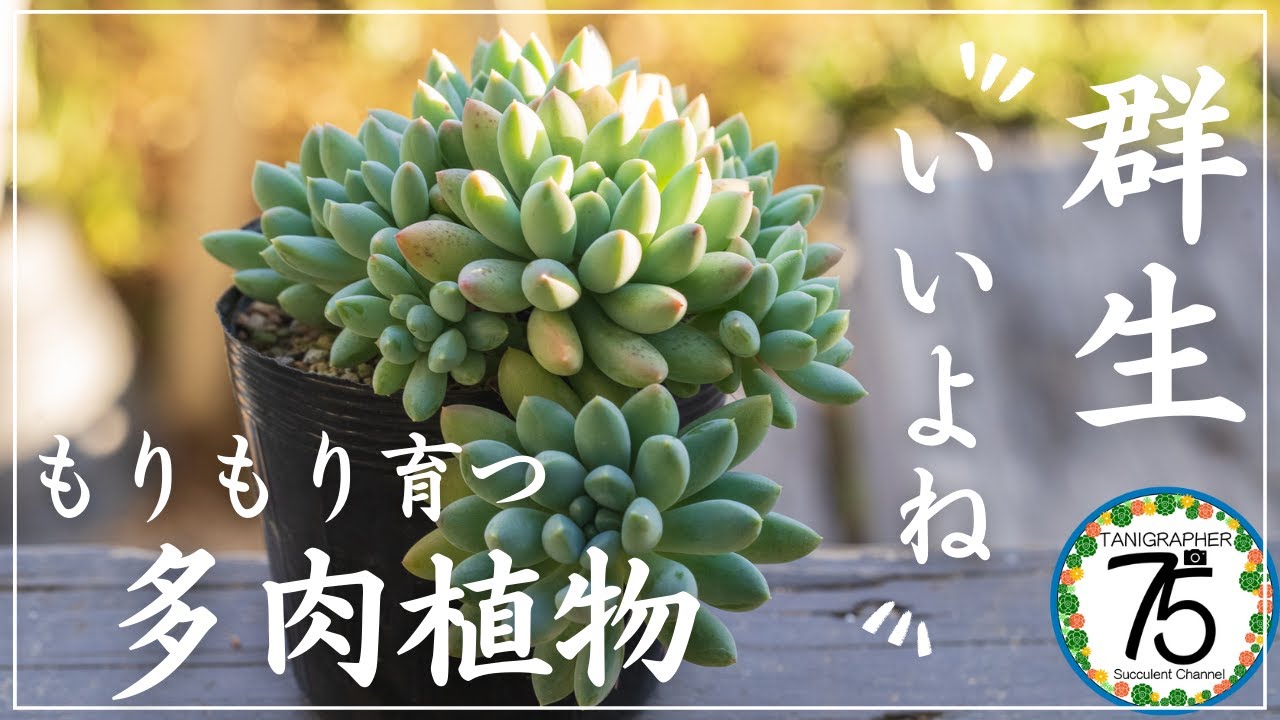 多肉植物】秋は植物に癒される季節！もりもりの多肉を紹介します 