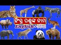 Learn wild animals  name in english and odiaall wild animalsodia learnings for kidstodder