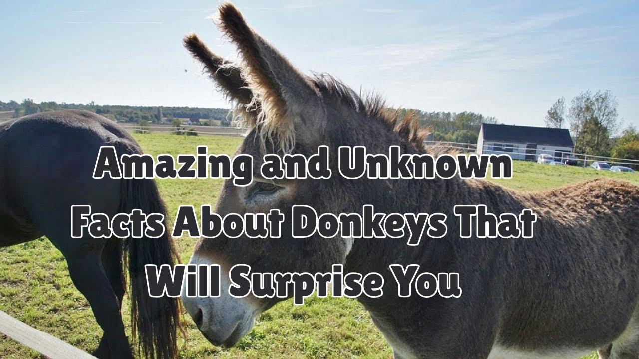 Amazing and Unknown Facts About Donkeys That Will Surprise You