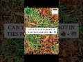 👾 @iSPYGROOTGAMES 🧩 • #mothernature #naturephotos #memesvideo #ispy #groot #iamgroot #freegames