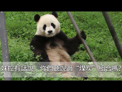 《熊貓主題趴》妹控有話說：你們聽說過“煤炭”組合嗎？ | iPanda