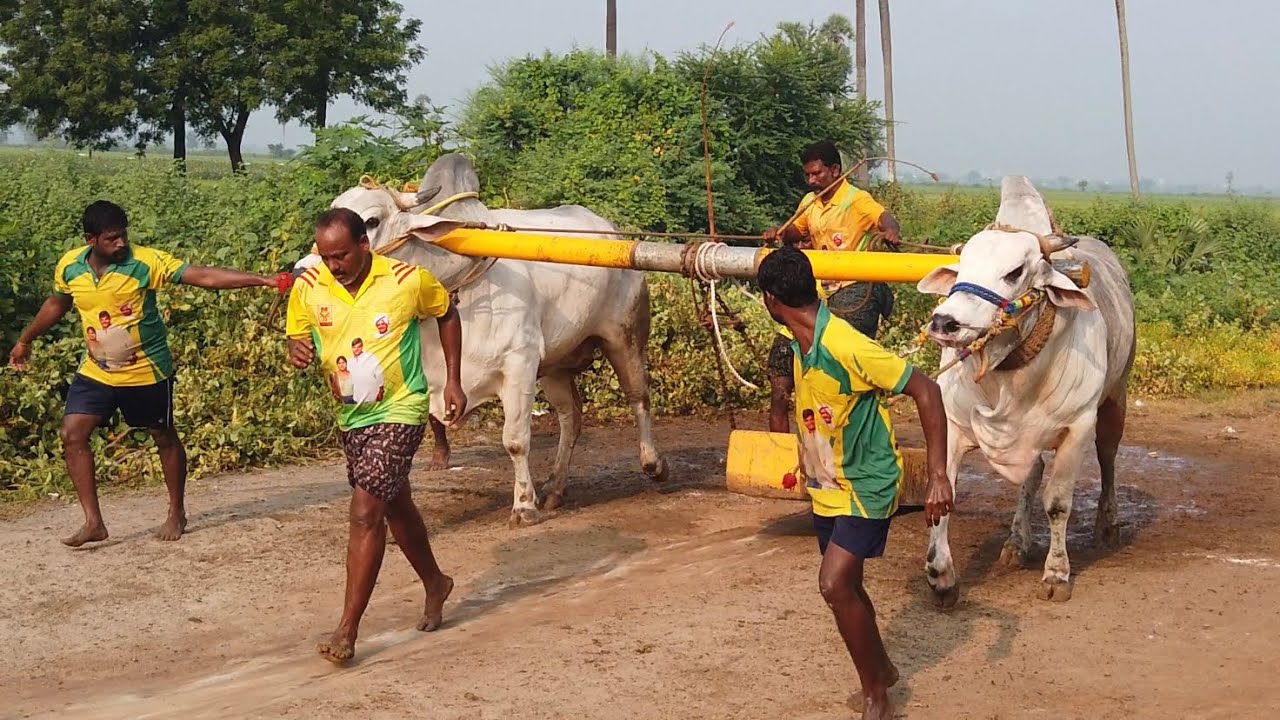 Simha and narasimha 1st beta most awaited RK BULLS PAIR