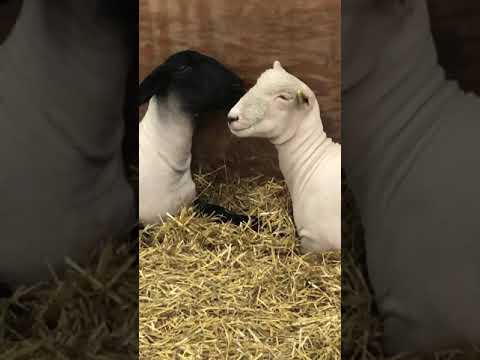 Farm Fair Follies