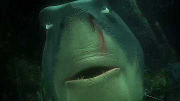 Shark smell blood of dory and lost self control in Finding Nemo