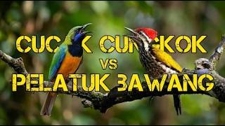 Download lagu CUCAK CUNGKOK VS PELATUK BAWANG
