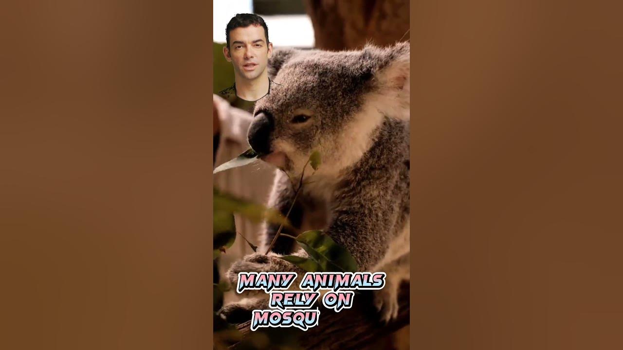 what if all mosquitoes were died facts YouTube