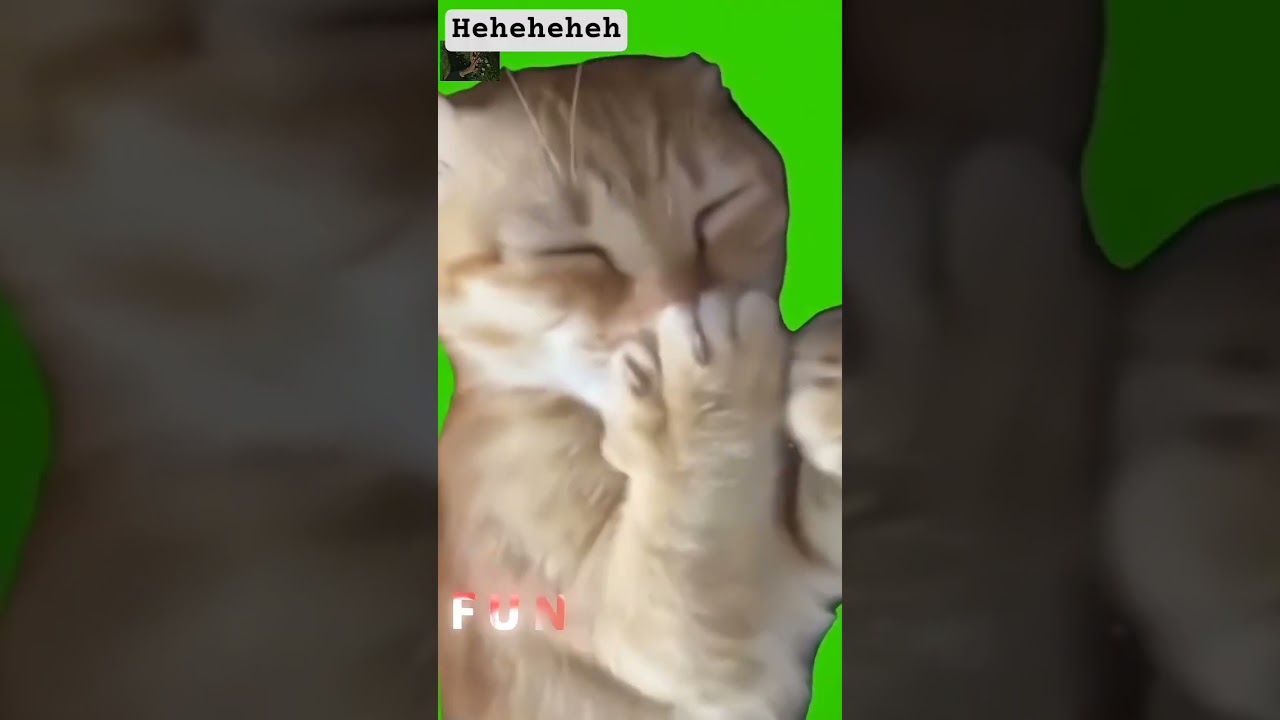 This Dog’s Reaction Is Pure Comedy 😂🐶 