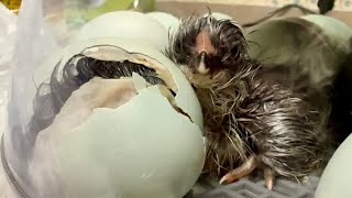 Adorable Chicks Hatching out of Blue Eggs