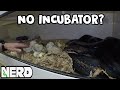 GIANT SNAKE EGG CLUTCH, WITHOUT INCUBATOR!! - CHECKOUT THE RESULTS