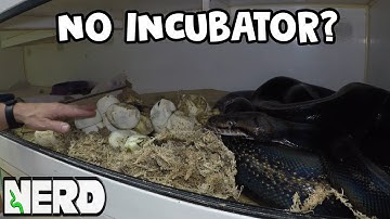 GIANT SNAKE EGG CLUTCH, WITHOUT INCUBATOR!! - CHECKOUT THE RESULTS