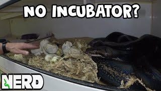 Celebrity GIANT SNAKE EGG CLUTCH, WITHOUT INCUBATOR!! - CHECKOUT THE RESULTS Wealth