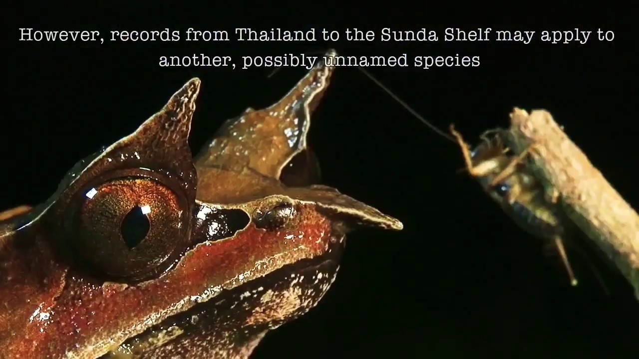Kodok Bertanduk Hidung Panjang / Longnosed Horned Frog (Megophrys)