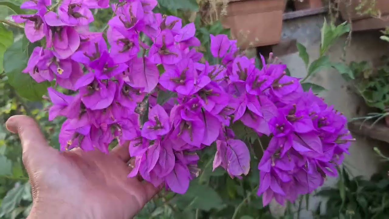 Yeni Alınan ve Eski Ama Saksılarda Olan Bazı Çiçekleri Yere Diktim, Gün Boyu Bahçede Çalıştım