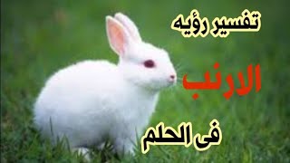 تفسير حلم رؤية الأرنب في المنام،رؤية الأرنب في الحلم هي رسالة خاصة بحياتك!!