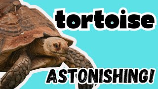 Tortoise Fun Facts for Kids!