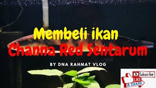Membeli Ikan Channa Red Sentarum