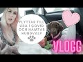 VLOGG: Flyttar till USA i Covid och hämtar hundvalp!