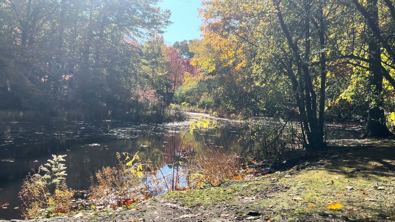 1 Hour by the River | Peaceful View with City Sounds (Boston)