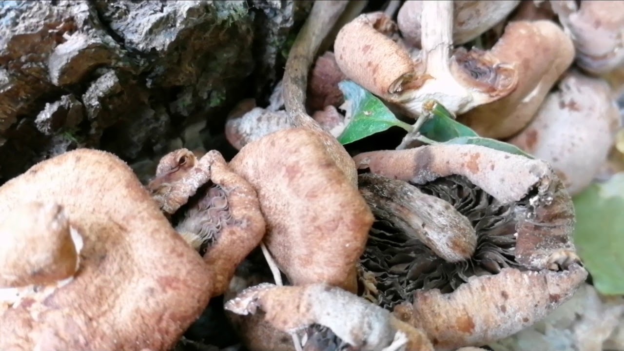 Beautiful Forest in Istanbul | Belgrad Forest