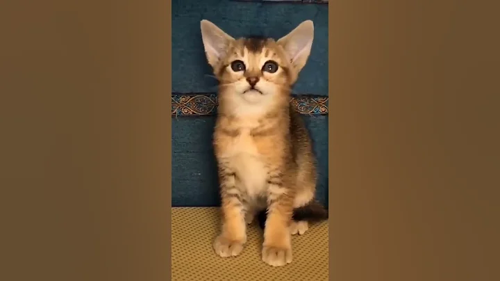 Video 11808241: baby cute compilation cat, cats compilation funny baby