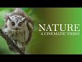 NATURE : a cinematic video / cinematic video of nature / videography of birds / wildlife videography