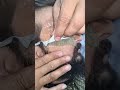 New Beard Waxing Edge | Beard Cutting Video #hairstyle #beard #shorts