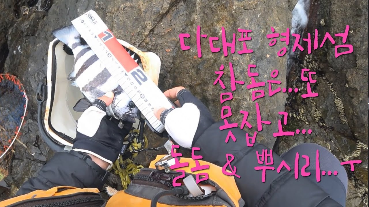 다대포 형제섬 4번 참돔 잡으러 갔다....또 부시리 & 째수로 걸린 돌돔