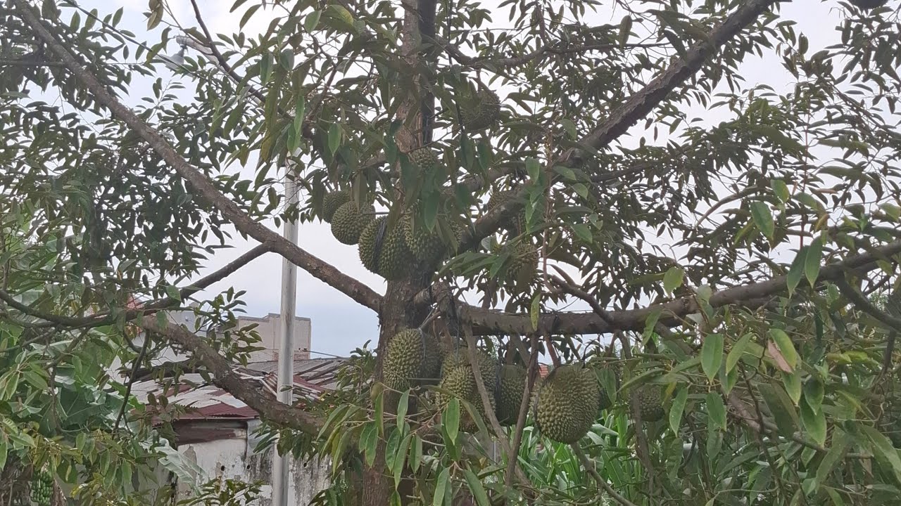 KUNJUNGAN KE KEBUN DURIAN PAK KOMAR di TEGAL// Sekaligus Kirim Bibit