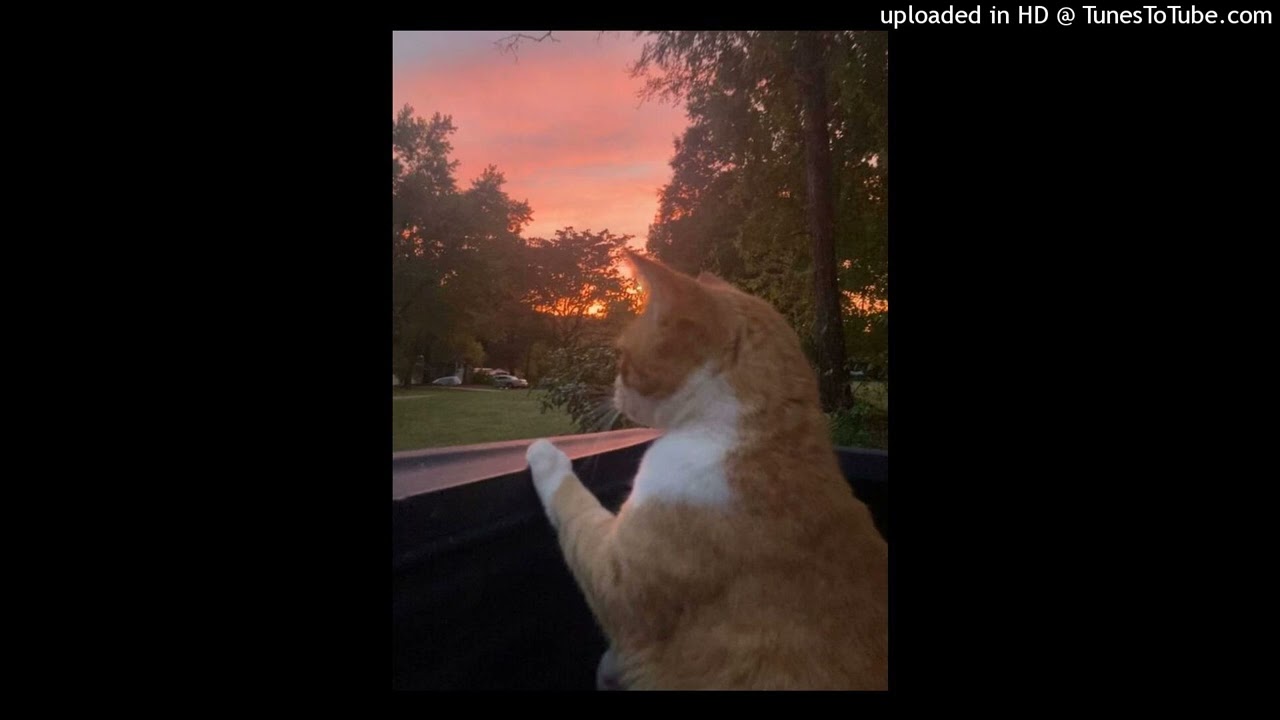 Indie x Bedroom pop Type Beat - "last day of summer"