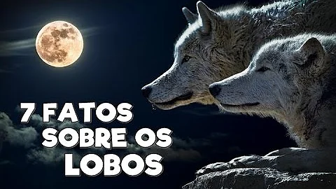 Como os lobos se comportam?